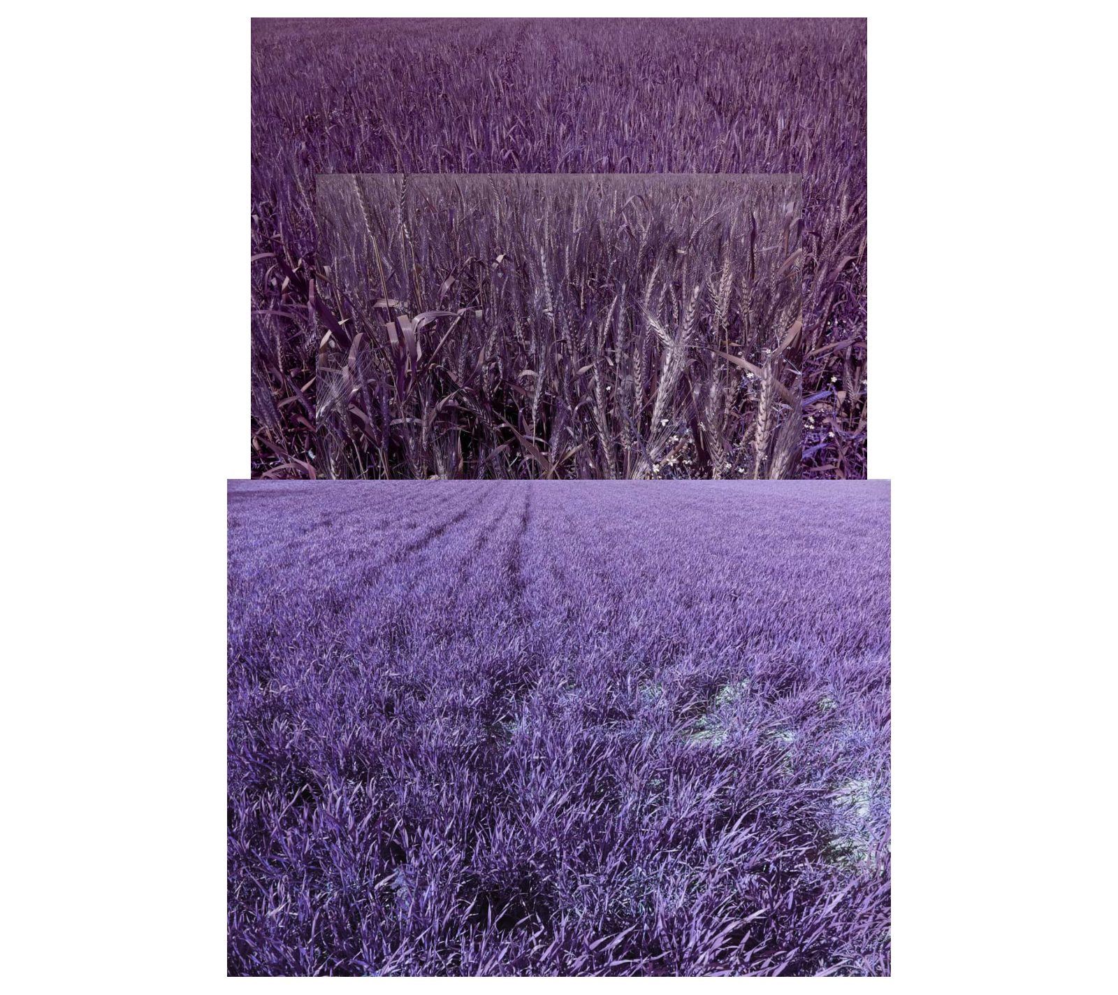 Tilt Your Head and A Subtle Turn / Colors Can See — page 12